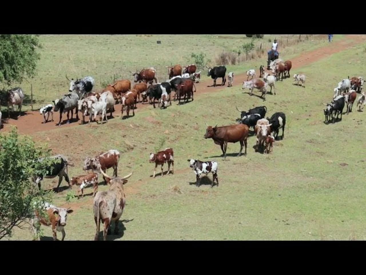 Nguni Cattle Drive - South African Cattle Ranch - Canon EOS 70D
