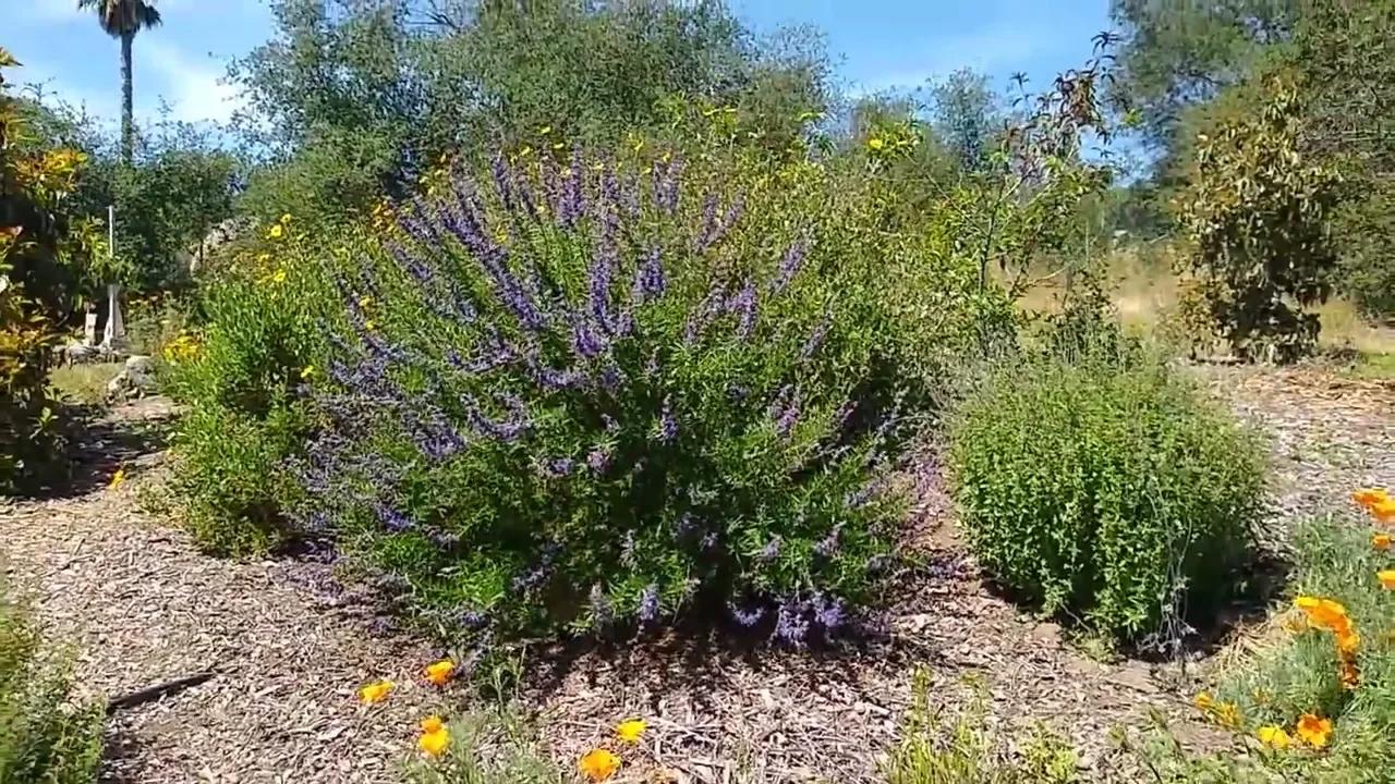 Woolly Blue Curls: Southern California native plant