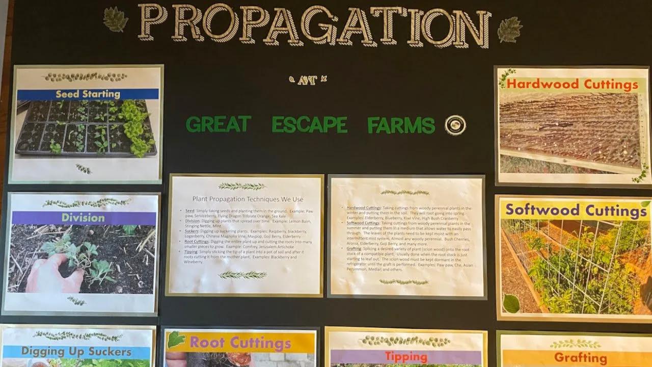 Plant Propagation on the Farm - 8 Methods We Use