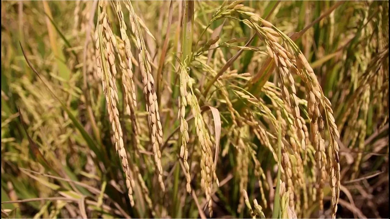 Aromatic rice production soars in Butaleja district with new farming ...