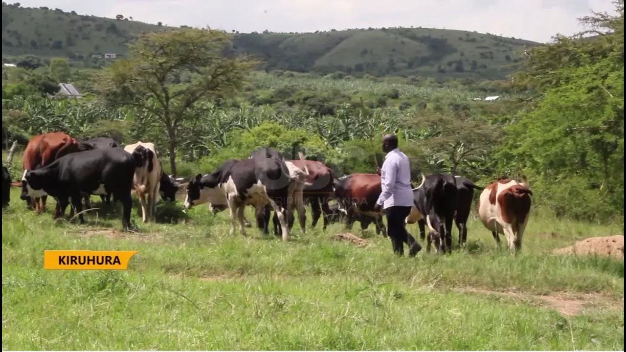 Embracing Irrigation Farmers In Kanyaryeru Ask Government For Support