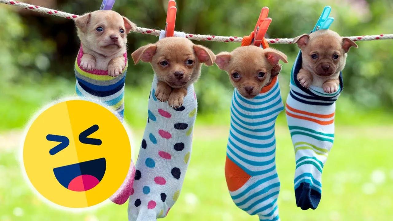 Chistes graciosos con animales y perros. Videos de risa de animales ...