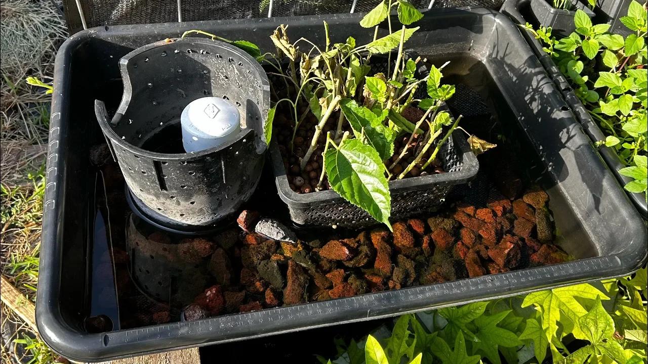 DIY - Pond Plant Propagation Bed, Easy!