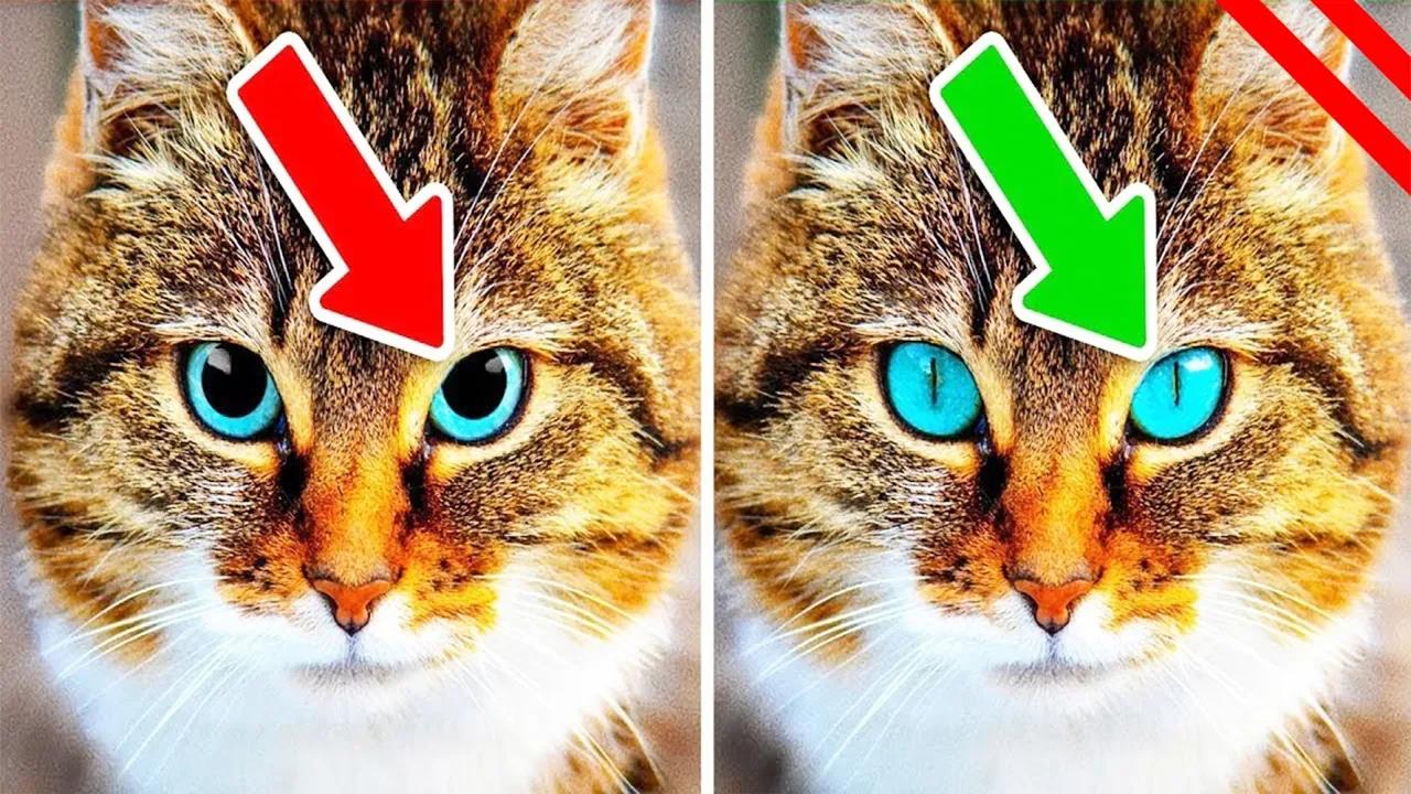 Weird Cat Behaviors Explained