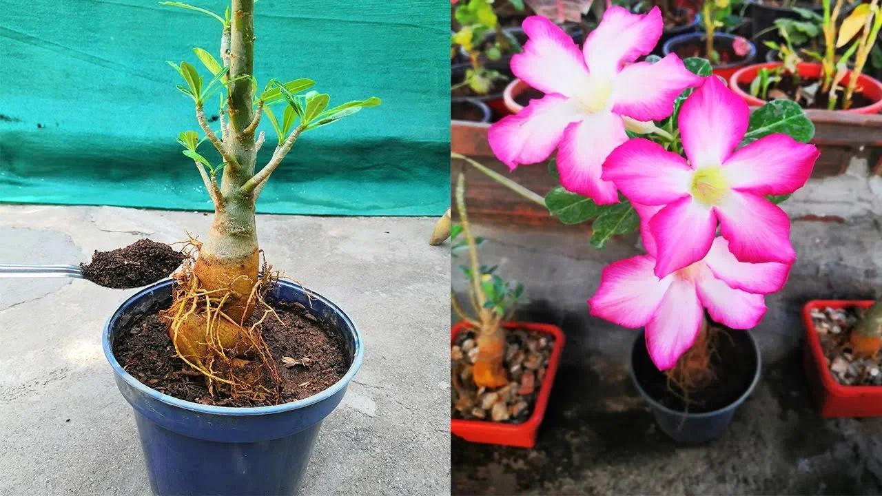 Ultimate guide to adeniums and natural fertilization | Maximize adenium ...