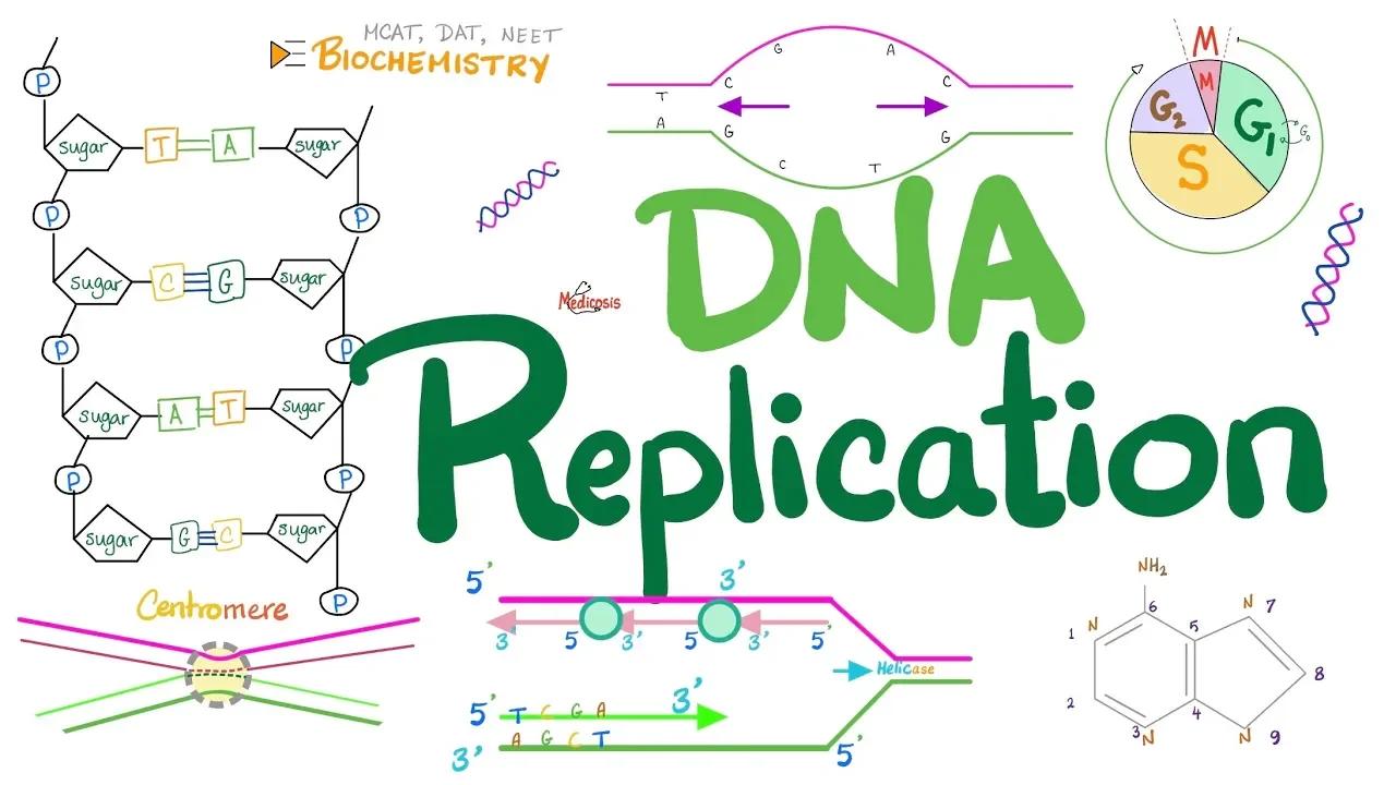 Dna Replication In Prokaryotes Eukaryotes Detailed Molecular