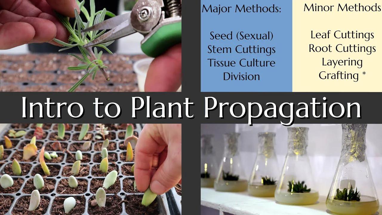 Intro to Plant Propagation 1: Overview of Methods