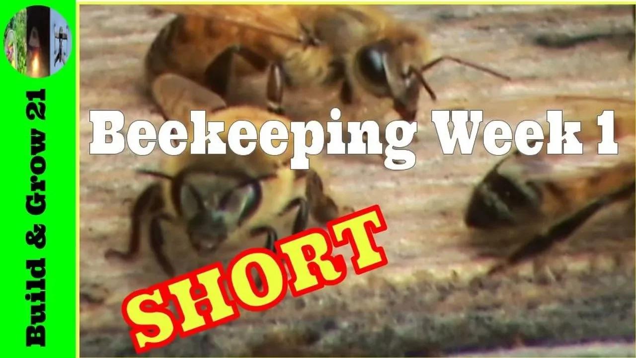 Beekeeping Week 1 Short