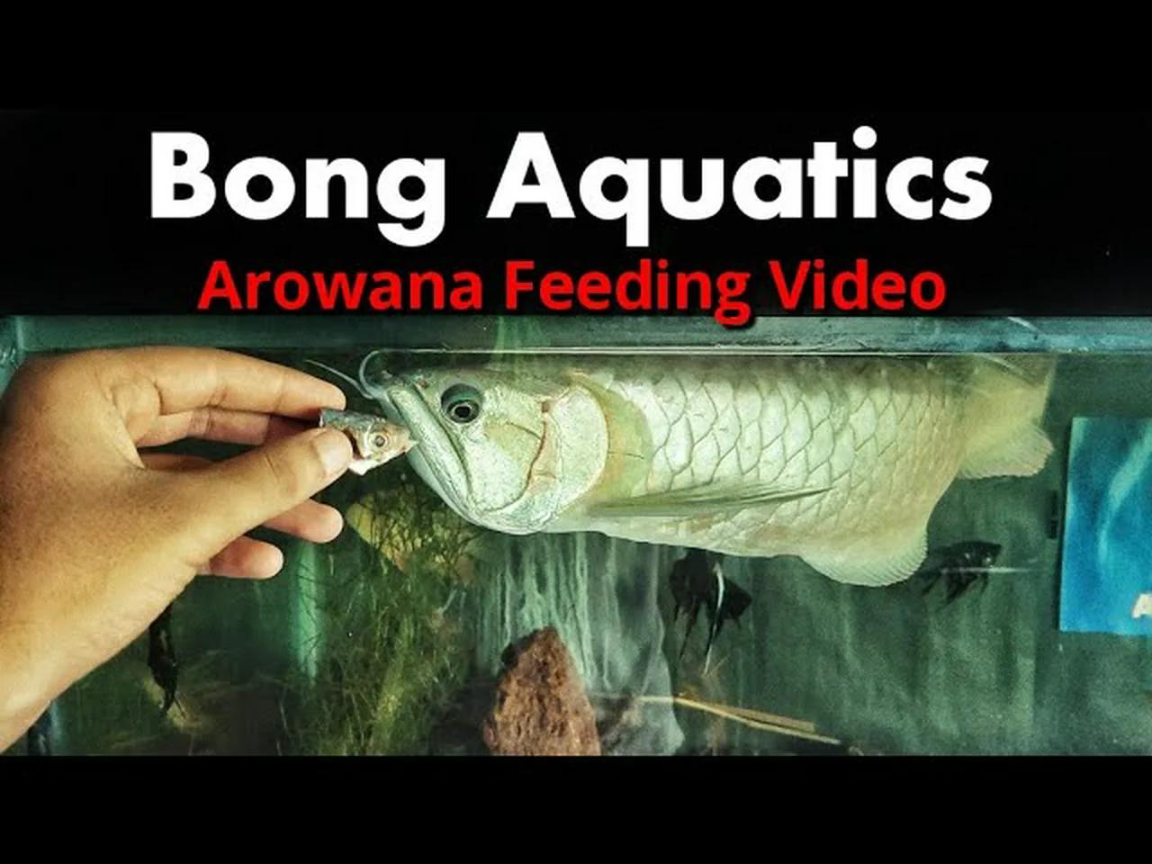 Snapshot of Snake Feeding Frequency For Arowana