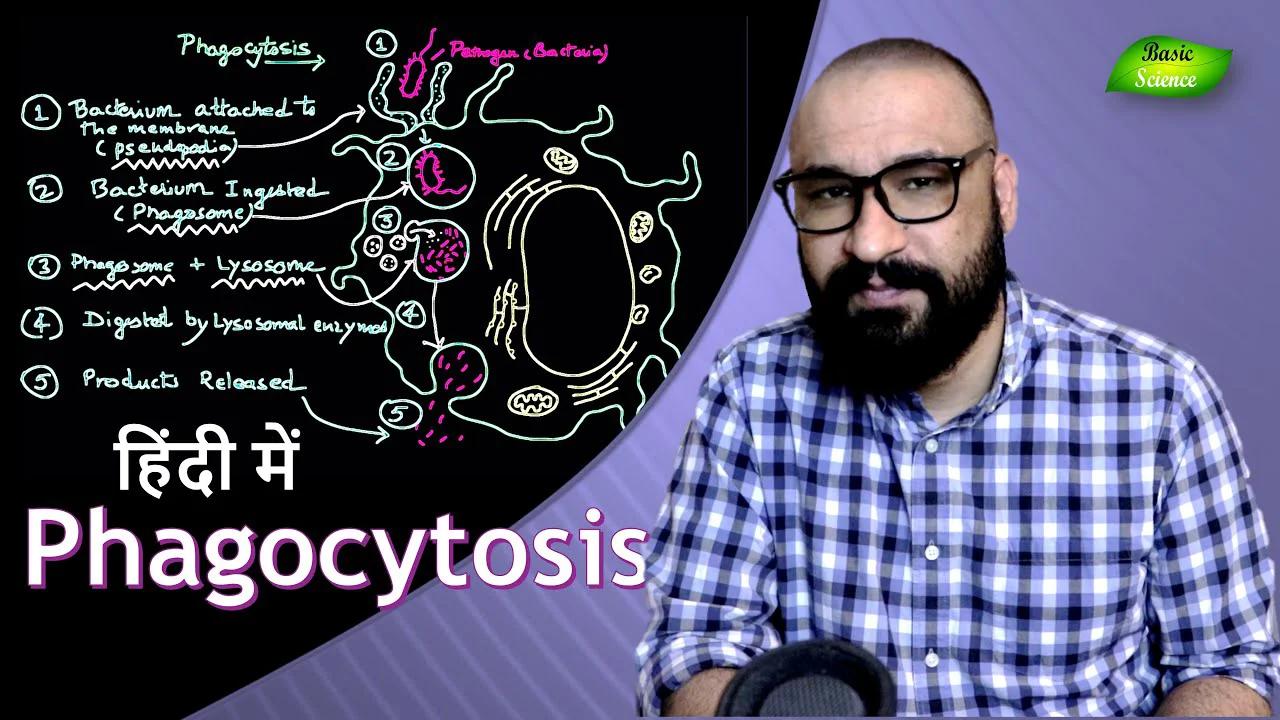 Phagocytosis In Hindi Immune System Csir Ugc Net Exam Basic
