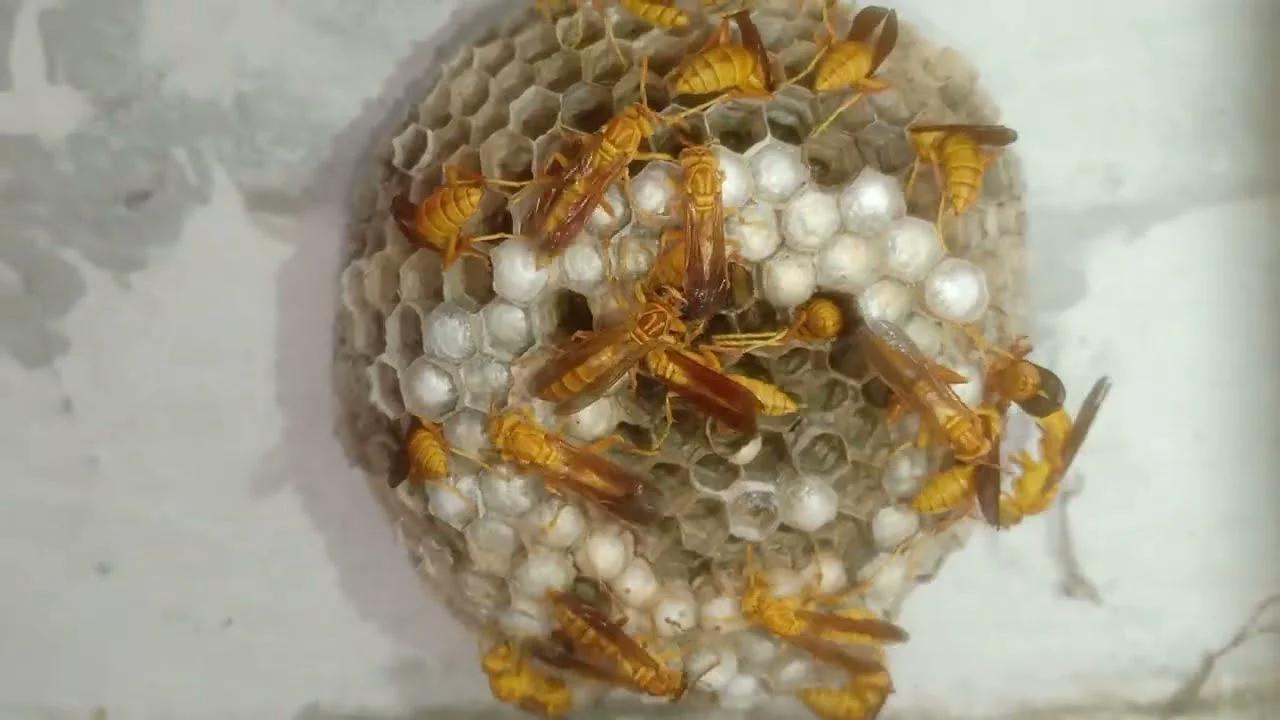 paper wasp comb nest