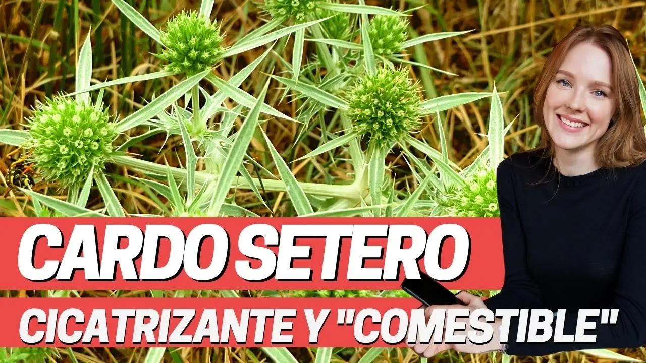 CARDO SETERO Y SUS PROPIEDADES MEDICINALES. Eryngium campestre