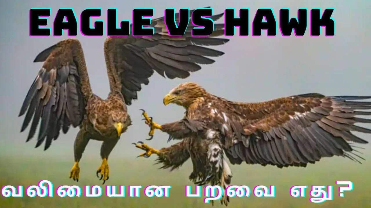 Most Dangerous Bird of Prey? || Eagle Vs Hawk