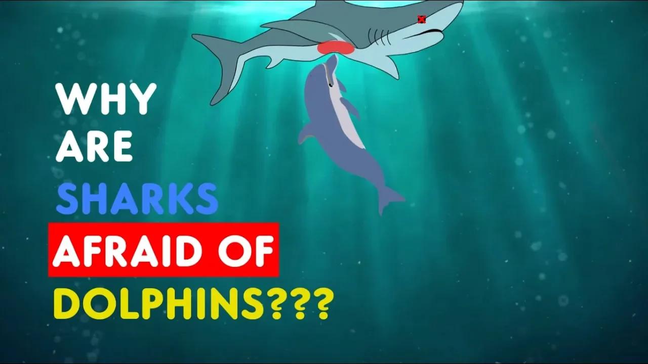 Why Are Sharks Afraid Of Dolphins
