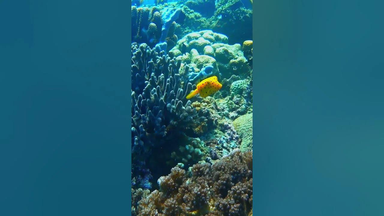 Yellow mini boxfish
