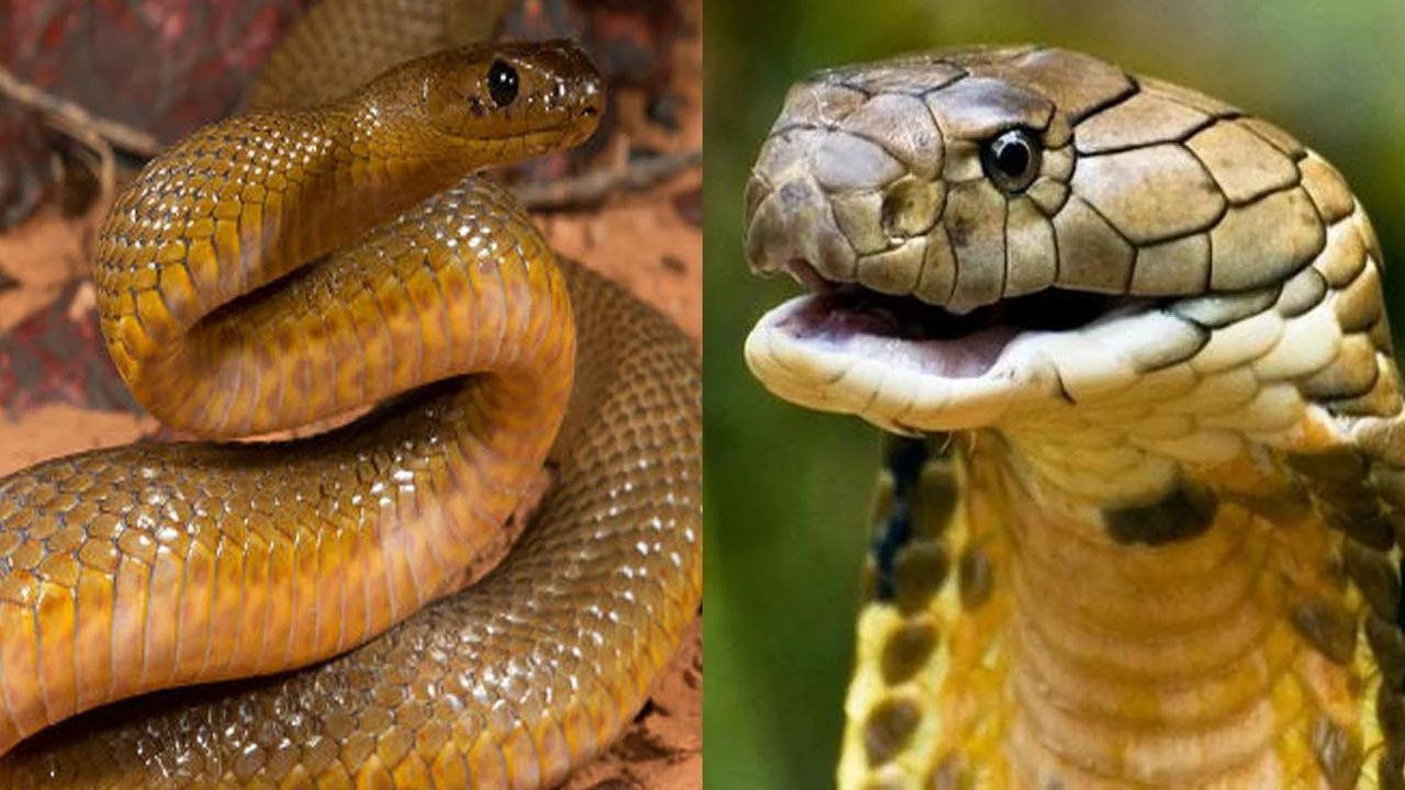 тайпан маккоя змея. змея прибрежный тайпан. австралийский тайпан. самая ядовитая змея в мире тайпан. тайпан новый год 2024.