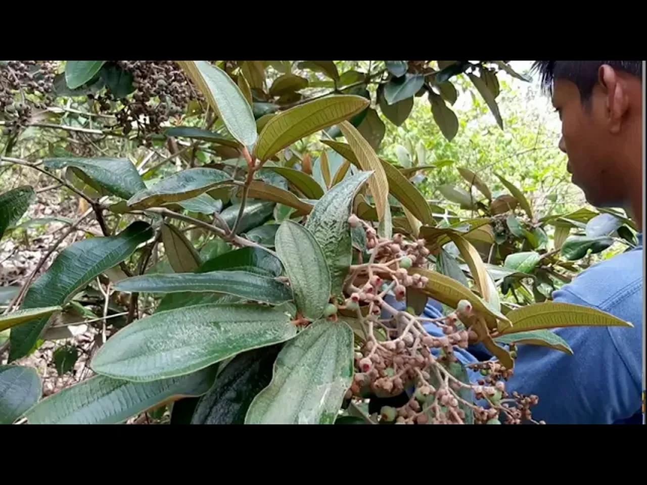Comiendo 'cirin' fruta salvaje de la montaña | eating 'cirin' a wild ...