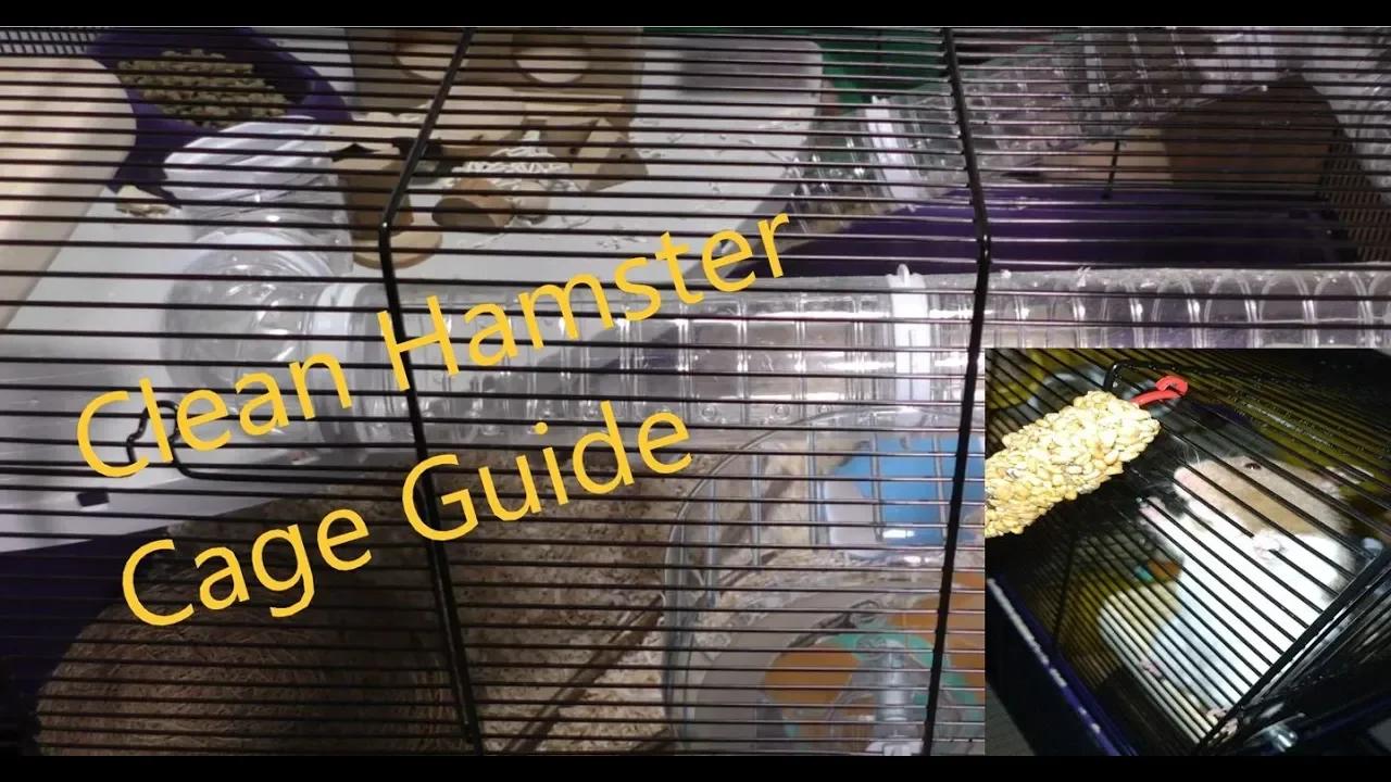 Picture of Best Guide to Cleaning Syrian Hamster Cage Tangobaldy™