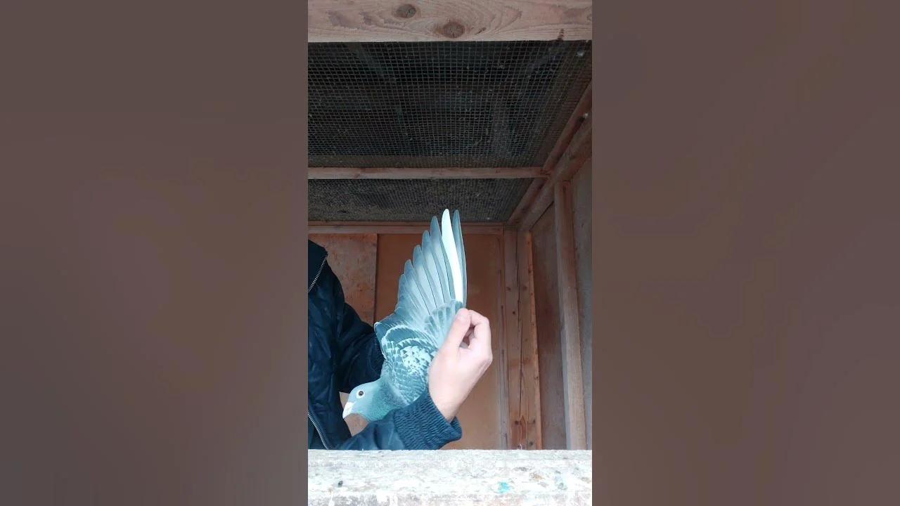 A Super Pigeon of Extreme Flying Distances!