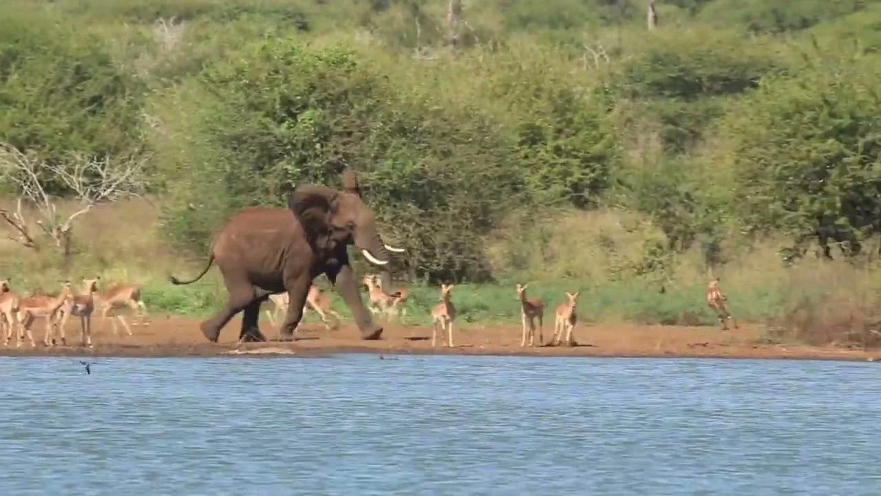 Elephant Chasing Impala