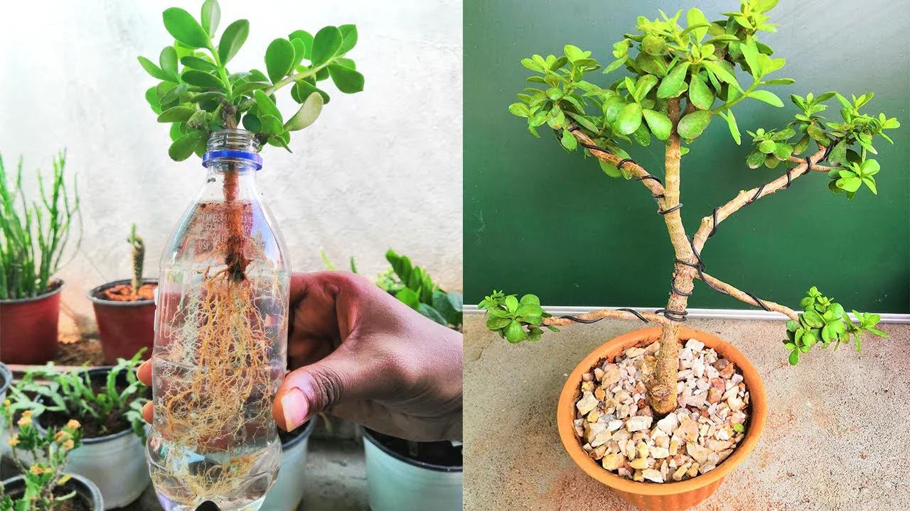 Jade plant propagation easy water method for success! | Step by step guide to propagate jade plants