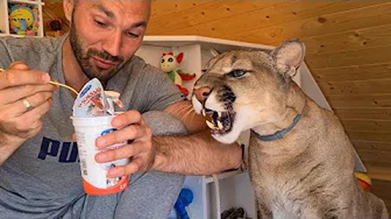 Где пума месси. Где пума месси. Где пума месси. Канал i am puma. Кот месси пума.