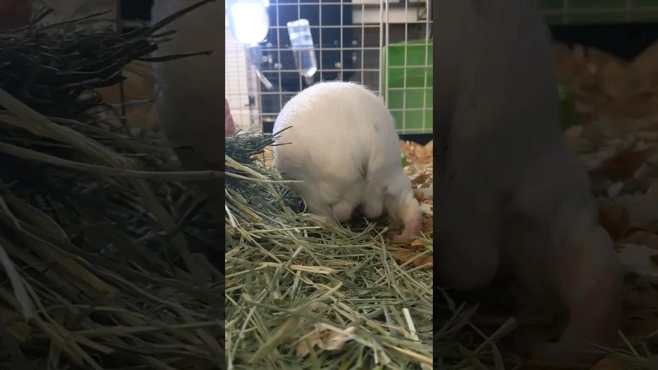 Picture of Guinea Pig Life