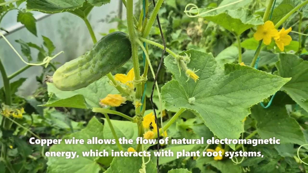 Electroculture - gardening with copper wire that reduces diseases and ...