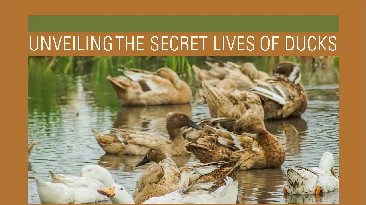 Diving Ducks: Unveiling the Secret Lives of Waterfowl