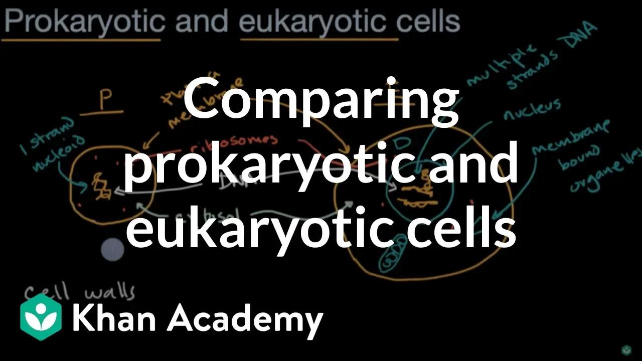 Comparing prokaryotic and eukaryotic cells high school biology khan
