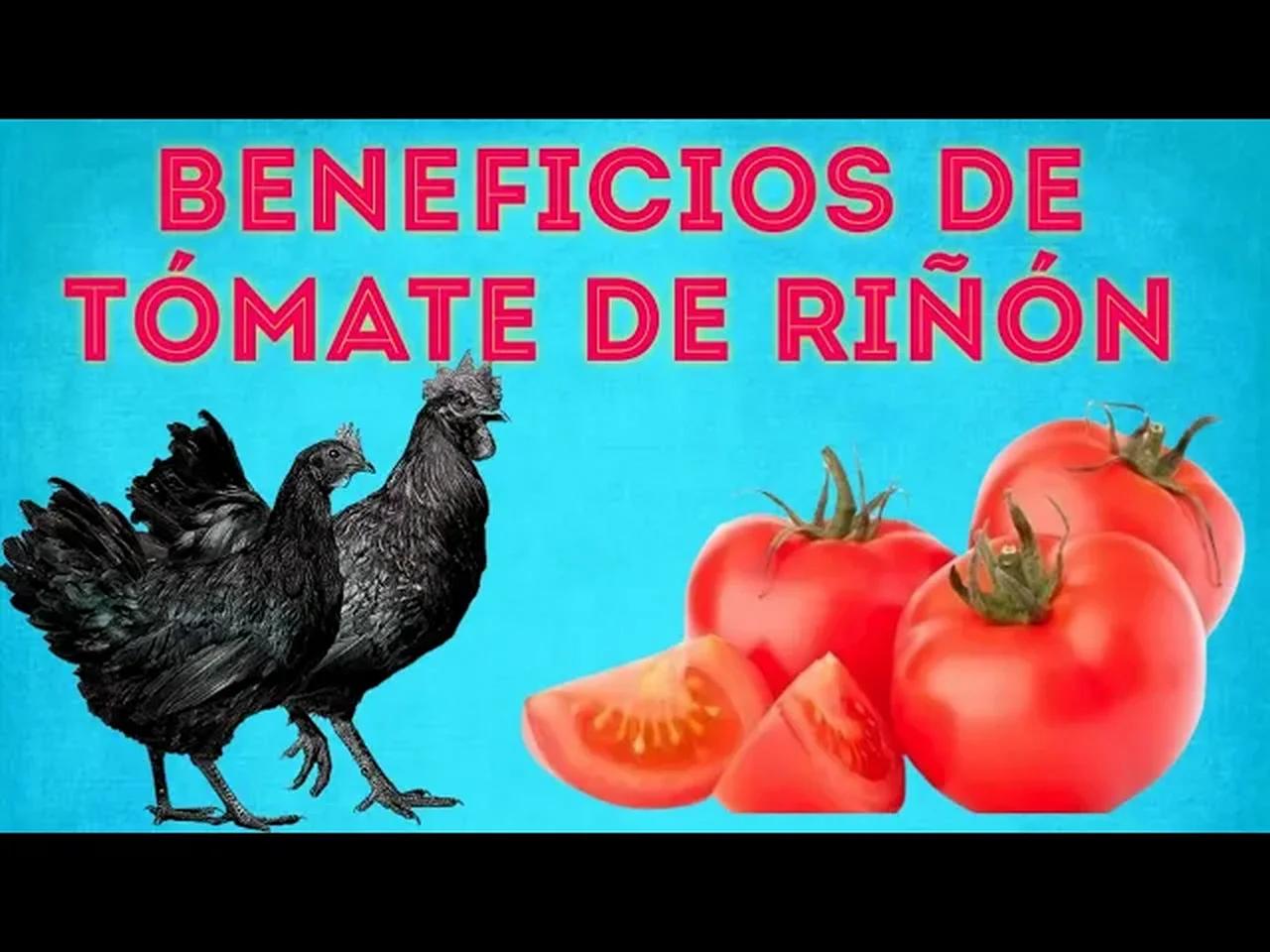Tomate riñón beneficios y propiedades alimento para nuestras gallinas ...