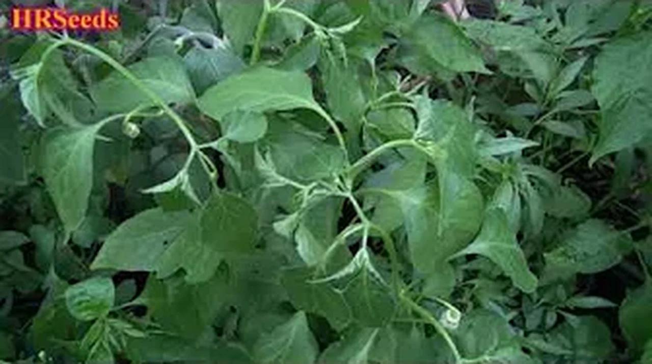 Why are my pepper plants wilting?