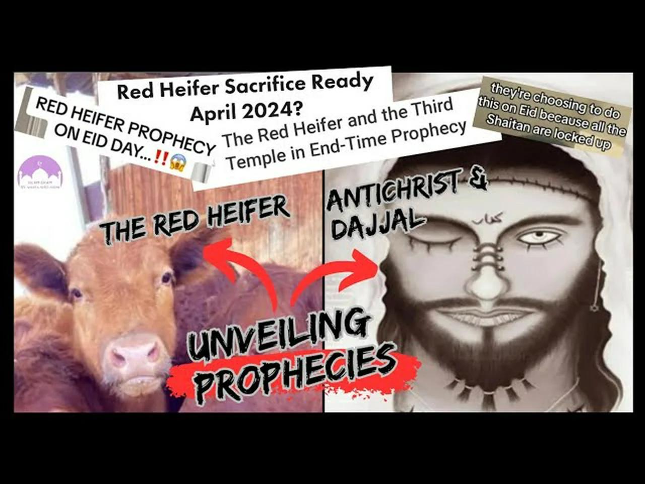 understanding-the-red-heifer-prophecy-perspectives-from-judaism