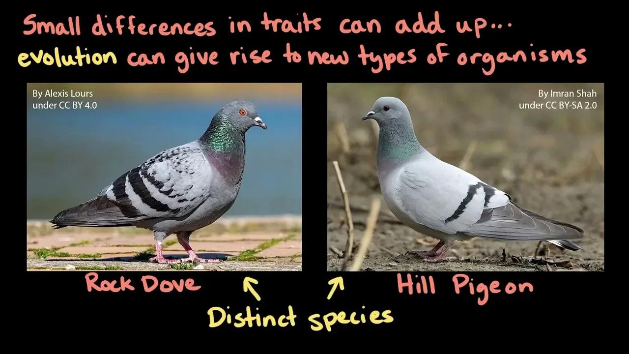 Evolution Middle School Biology Khan Academy