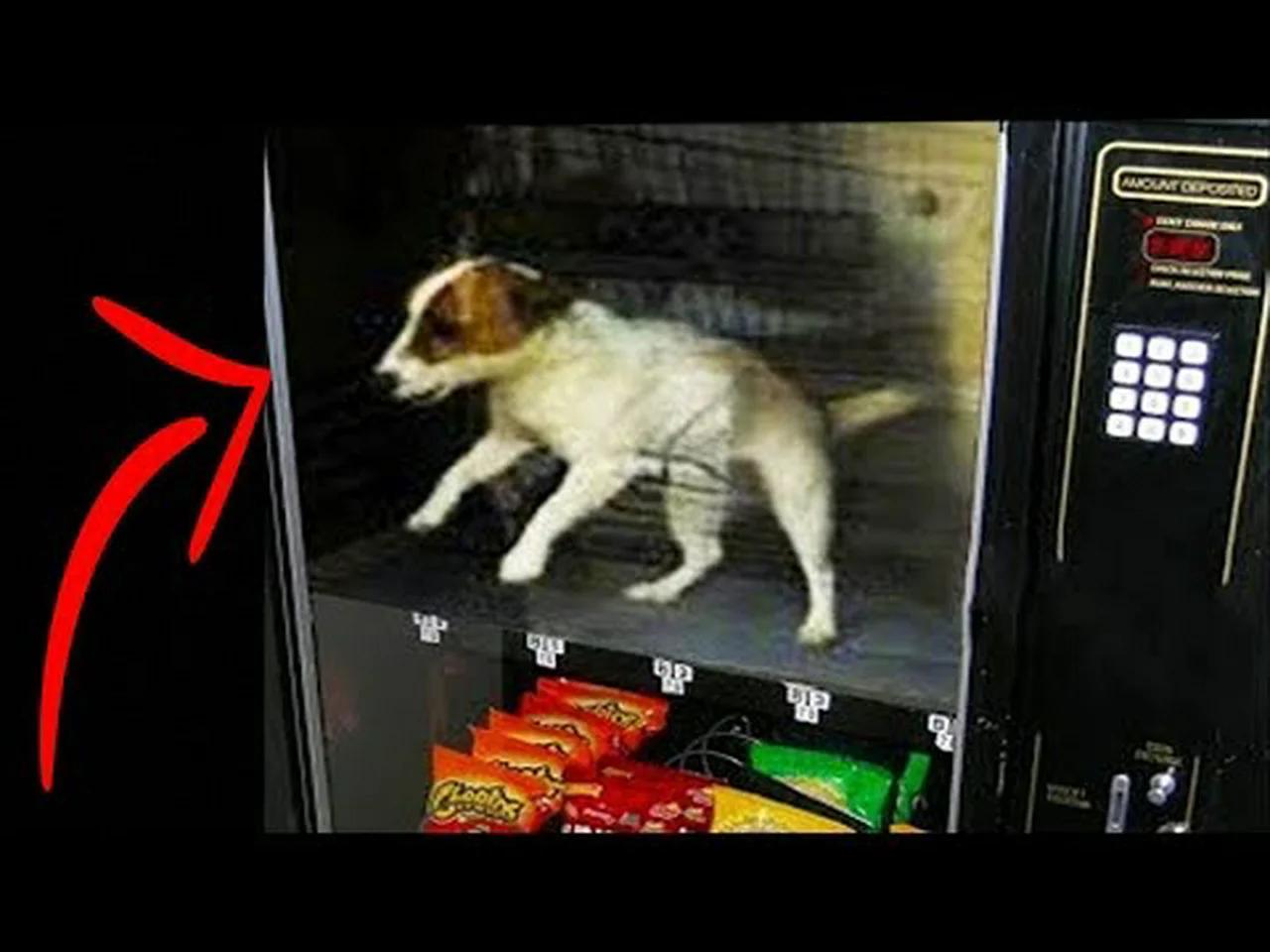 Top 10 Weirdest Vending Machines