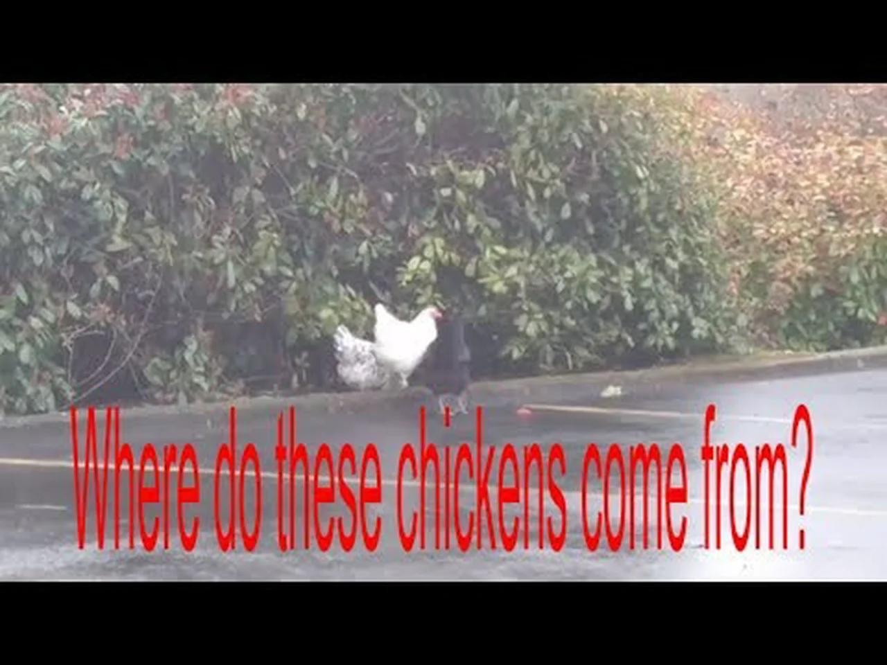 Unlocking The Mystery:  Chickens And Mammalian Biology - 3w1w2jz