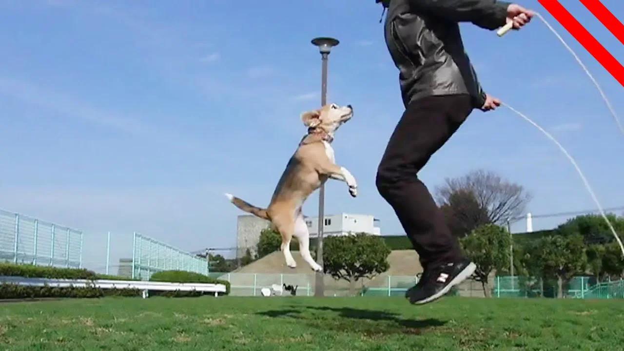 Animales Comportándose Como Humanos: Nos están IMITANDO o Ganando?!!