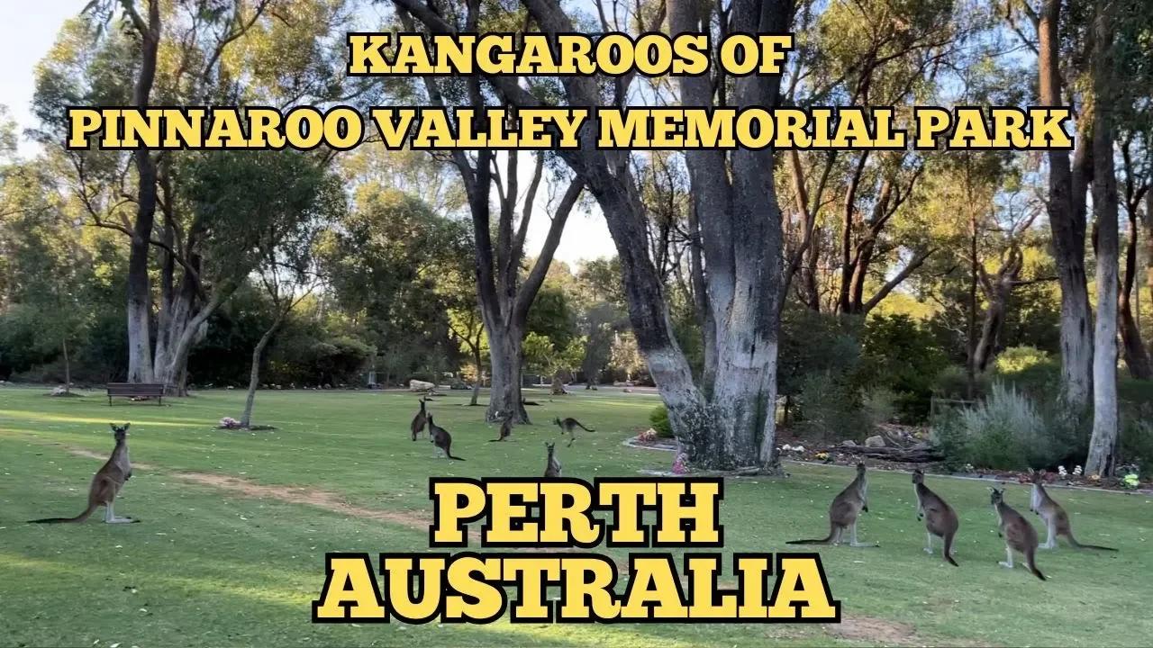 Exploring Perth Australia: Kangaroos at Pinnaroo Valley Memorial Park