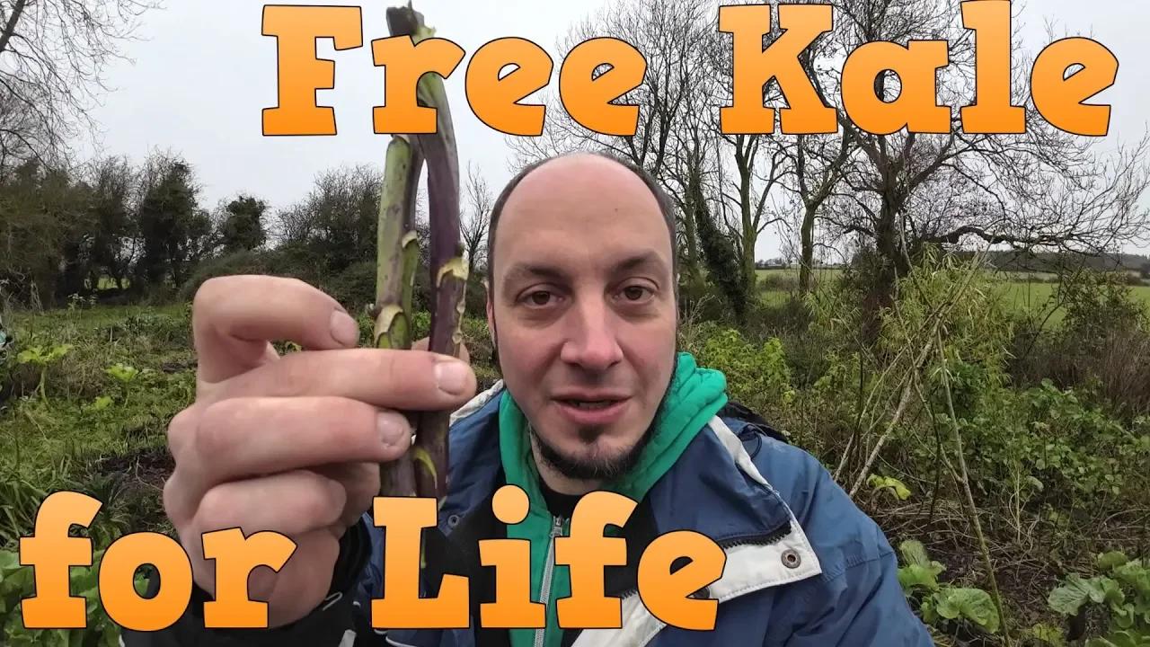 Free Kale Plants Forever How to Start Cuttings