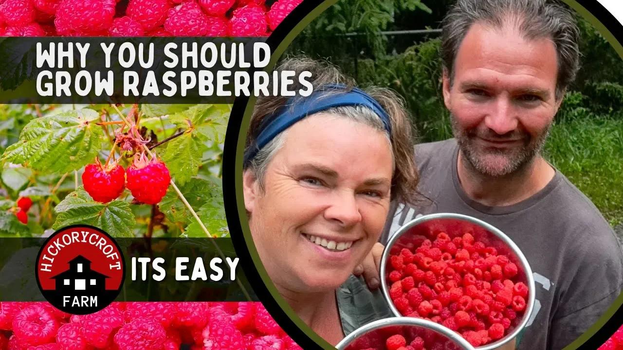 Why And How To Grow Raspberries | Black Raspberry | Red Raspberry ...