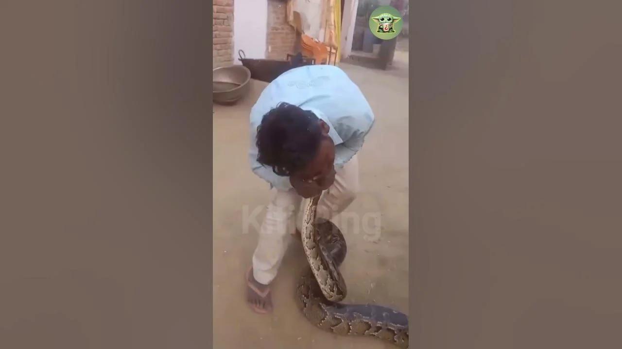 Reticulated Python :-As the worlds longest snake 🐍 😑 🙄 #trending #shorts