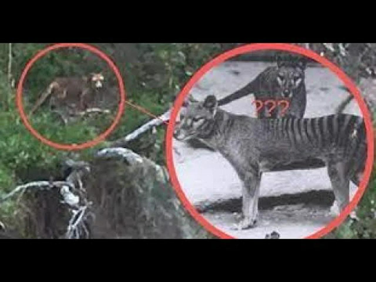 Return of the Tasmanian Tiger (Documentary)