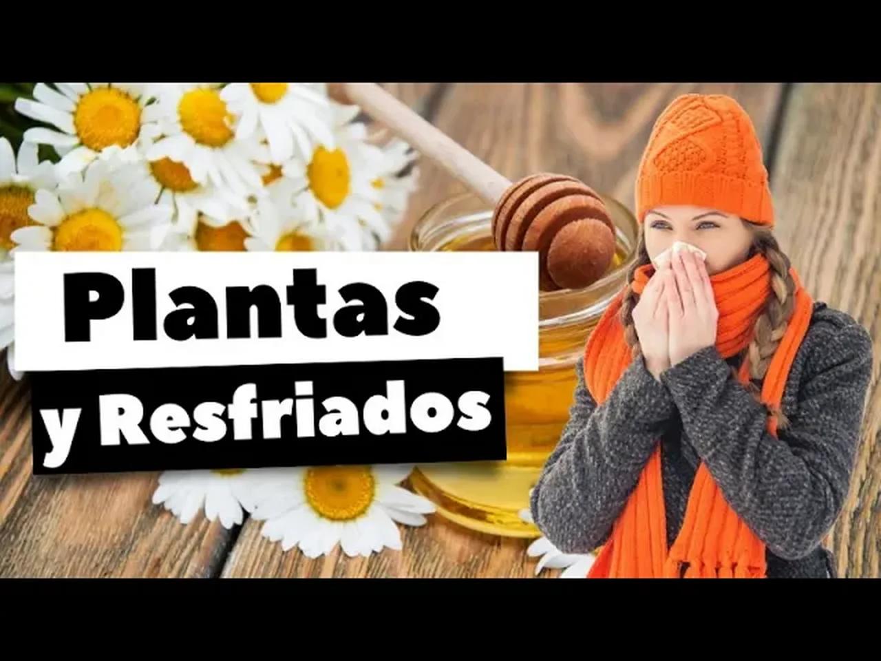 Plantas Medicinales Para El Resfriado Tomillo Eucalipto Ajo Miel