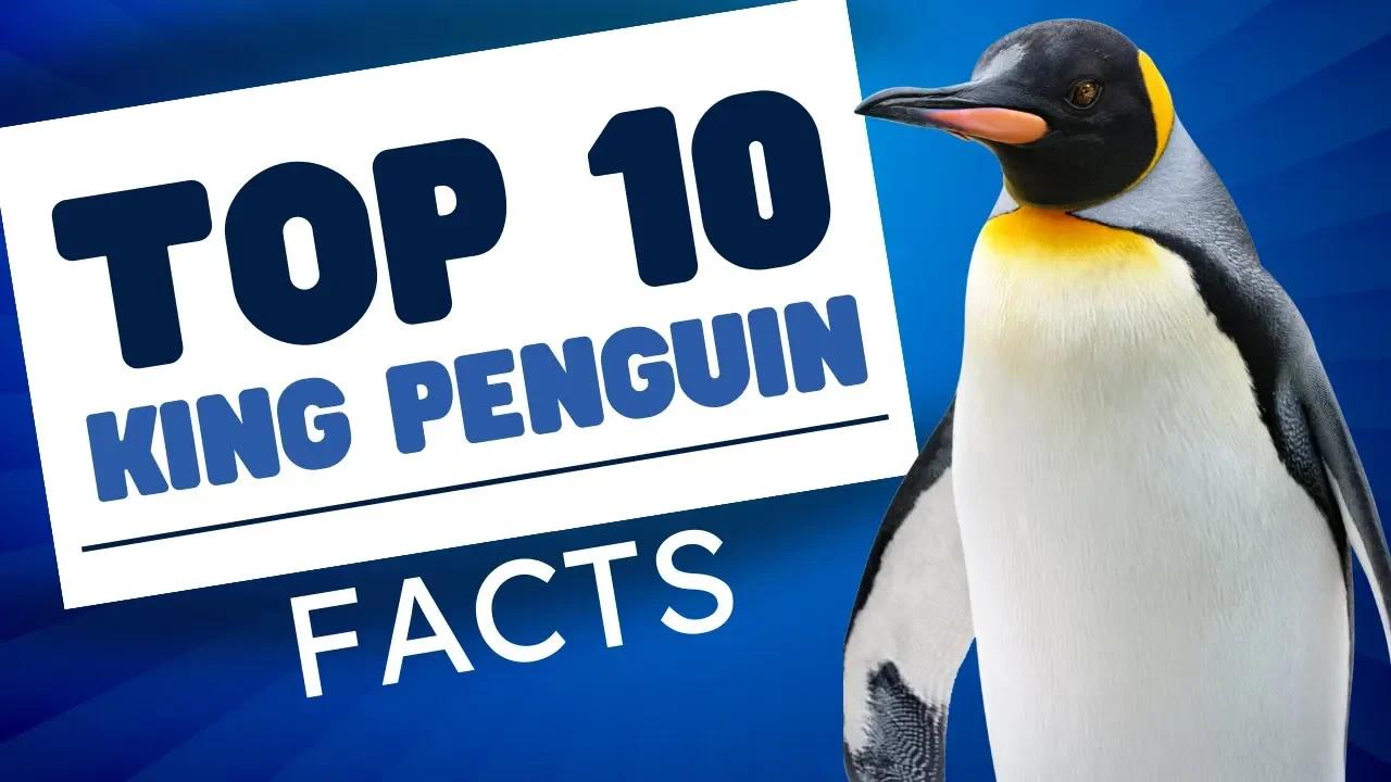 Top 10 Interesting King Penguin Facts - Penguins 101