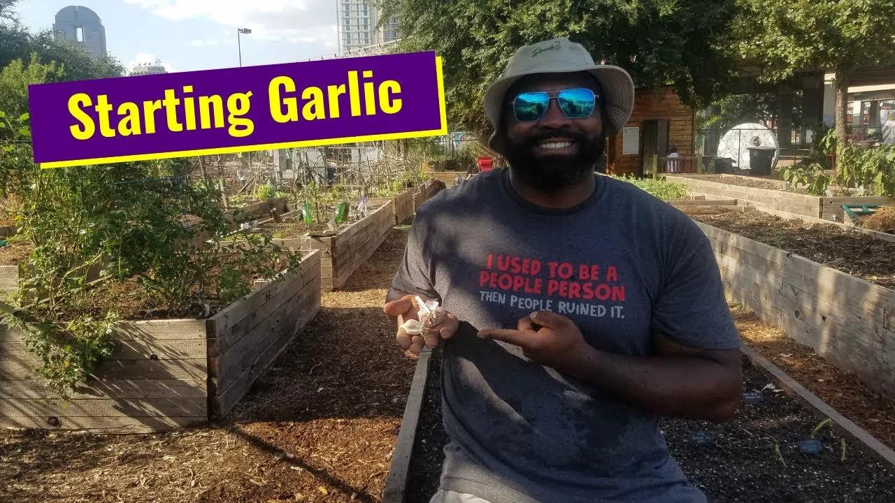 How To Start Garlic