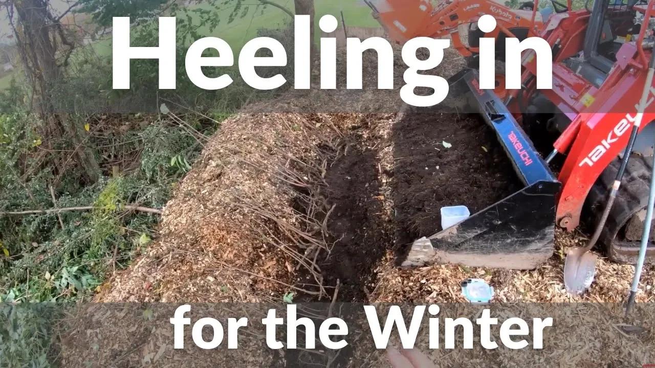 Heeling in Plants for the winter