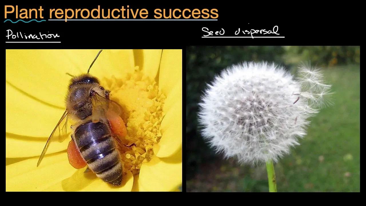 Plant Reproductive Success Organism Growth And Reproduction Middle