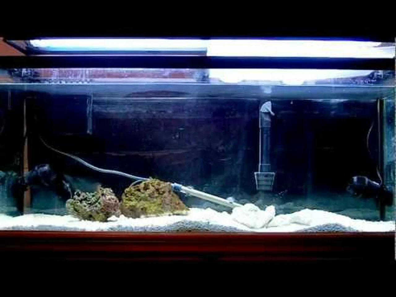 Curated visual reference: Picture Idea: Starting A Saltwater Aquarium The Simple Way