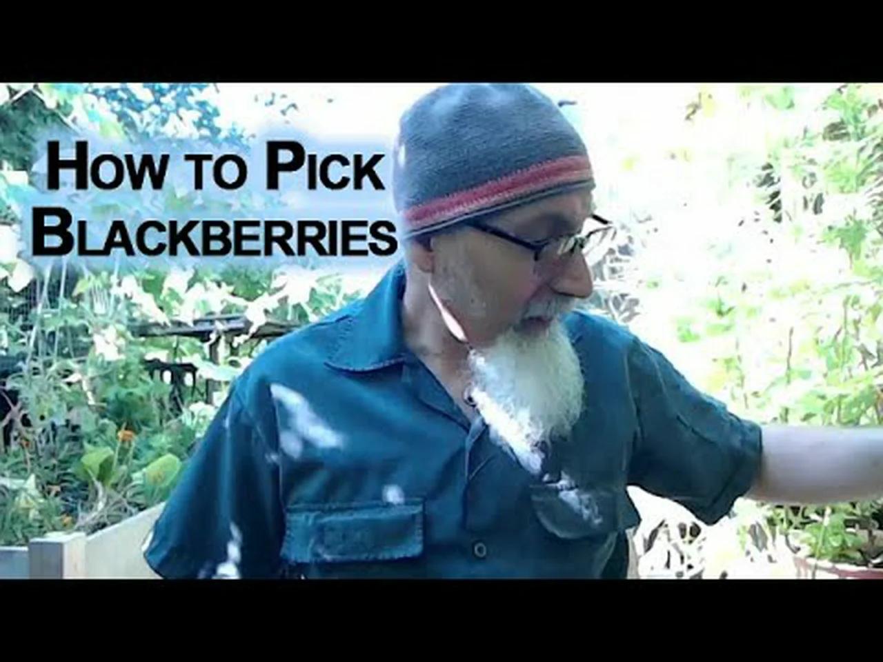 How to Pick Blackberries Picking Your Own Fruit, It's Like Money In