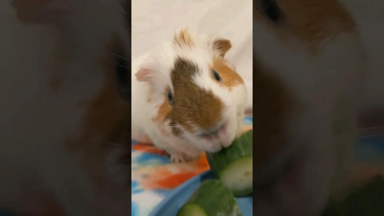 Cucumber Treats For Guinea Pigs With Coconut Oil